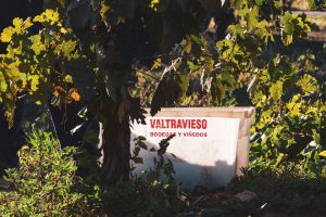 Cepa de Valtravieso y caja para recoger uvas
