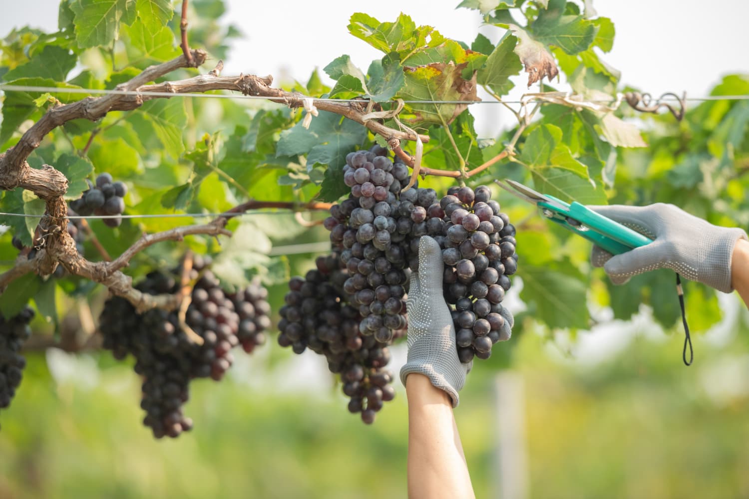 Cómo se trabaja el viñedo en verano en Ribera del Duero: precisión ante una añada exigente